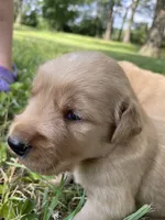 Belle , a female Golden Retriever for sale in Clinton, WI – 3 of 6