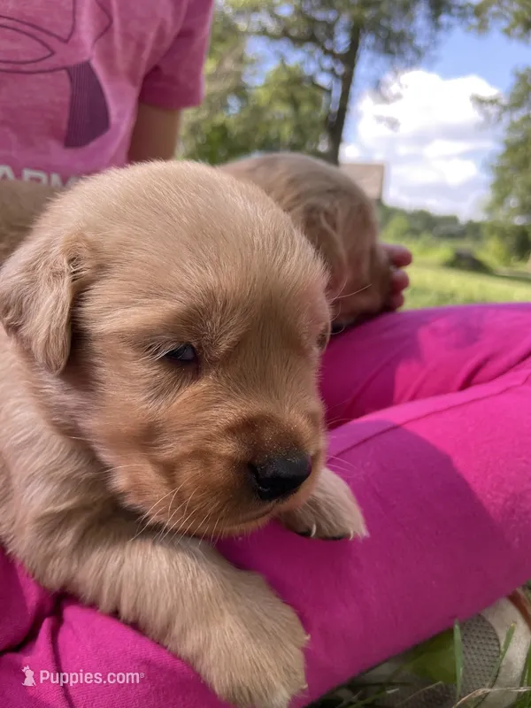 Belle  – Golden Retriever puppy for sale in Clinton, WI