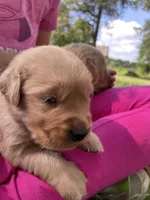 Belle , a female Golden Retriever for sale in Clinton, WI – 1 of 6