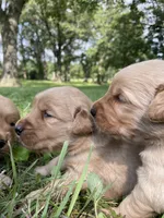 Chester, a male Golden Retriever for sale in Clinton, WI – 4 of 7
