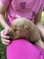 Chester, a male Golden Retriever for sale in Clinton, WI – 3 of 7