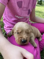 Chester, a male Golden Retriever for sale in Clinton, WI – 5 of 7