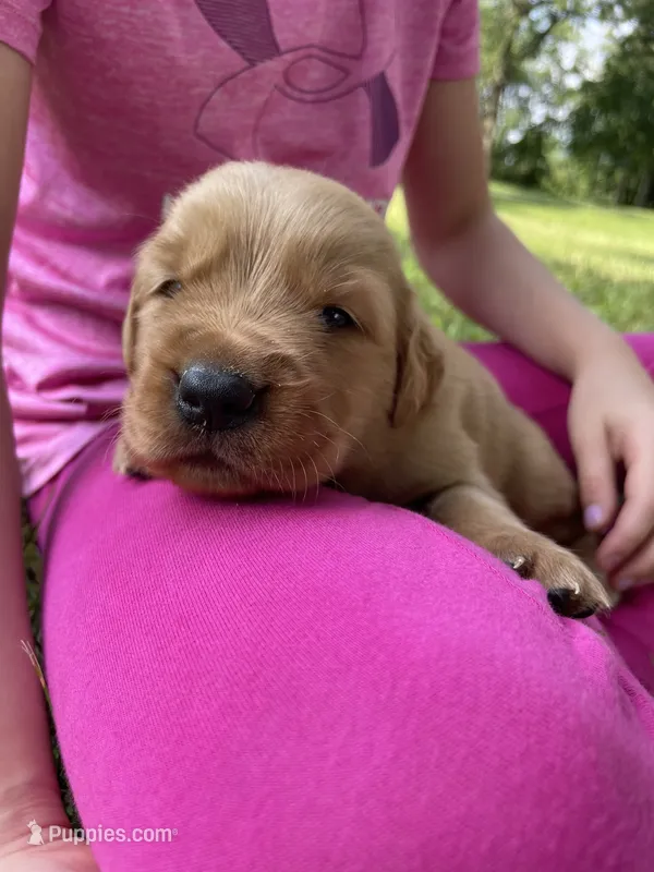 Chester – Golden Retriever puppy for sale in Clinton, WI