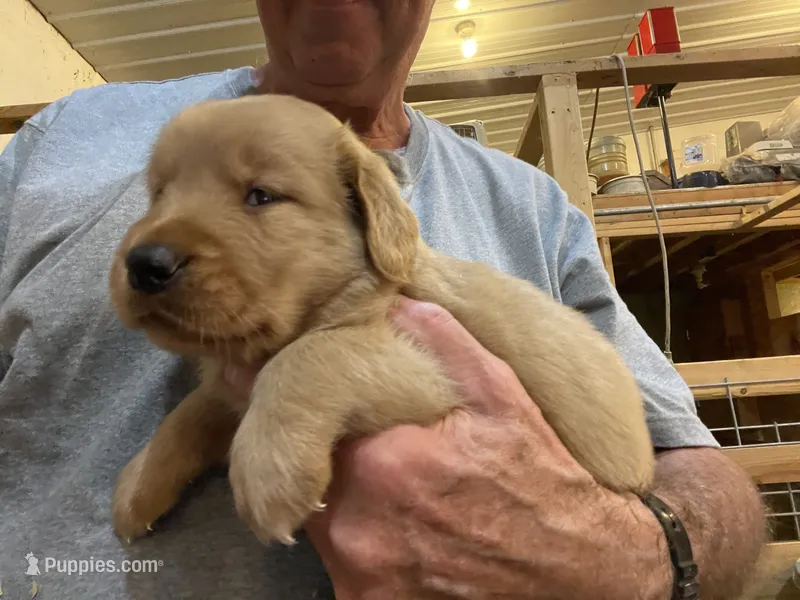 Belle  – Golden Retriever puppy for sale in Clinton, WI