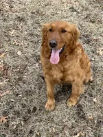 Chester, a male Golden Retriever for sale in Clinton, WI – 6 of 7