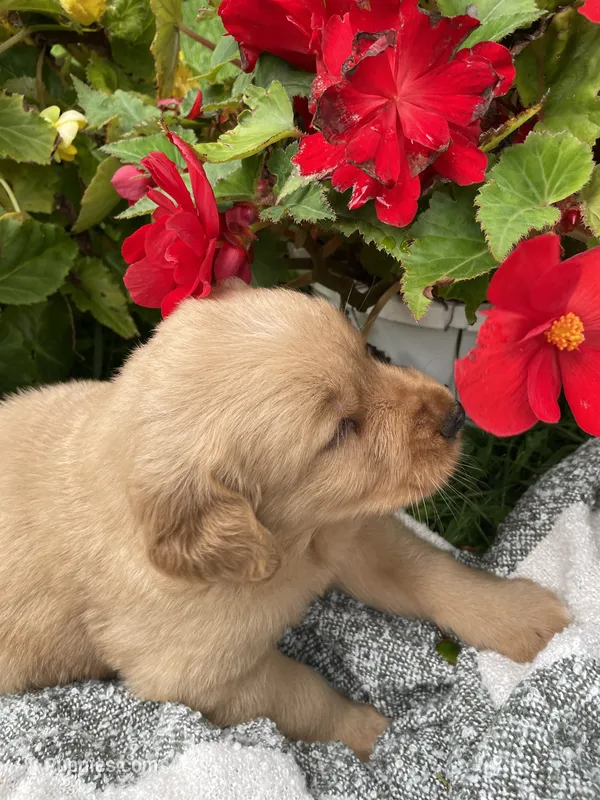 Belle  – Golden Retriever puppy for sale in Clinton, WI