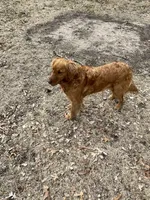 Belle , a female Golden Retriever for sale in Clinton, WI – 5 of 6