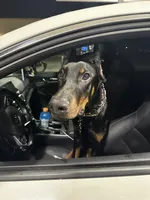 Dante, a male Doberman Pinscher for sale in Dallas, TX – 8 of 10