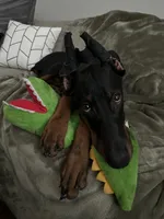 Dante, a male Doberman Pinscher for sale in Dallas, TX – 4 of 10