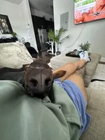 Dante, a male Doberman Pinscher for sale in Dallas, TX – 5 of 10