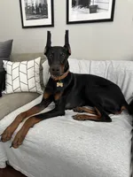 Dante, a male Doberman Pinscher for sale in Dallas, TX – 6 of 10