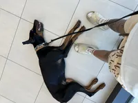Dante, a male Doberman Pinscher for sale in Dallas, TX – 10 of 10