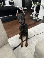 Dante, a male Doberman Pinscher for sale in Dallas, TX – 7 of 10