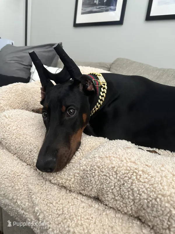 Dante – Doberman Pinscher puppy for sale in Dallas, TX