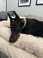 Dante, a male Doberman Pinscher for sale in Dallas, TX – 1 of 10
