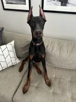 Dante, a male Doberman Pinscher for sale in Dallas, TX – 9 of 10