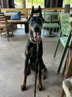 Dante, a male Doberman Pinscher for sale in Dallas, TX – 3 of 10