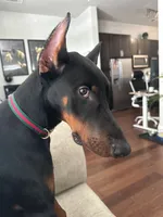 Dante, a male Doberman Pinscher for sale in Dallas, TX – 2 of 10
