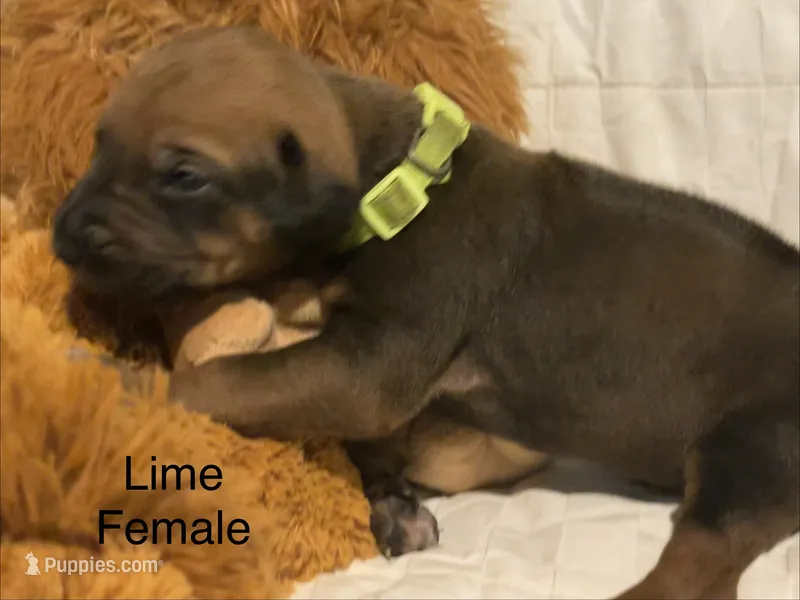 Lime – Rhodesian Ridgeback puppy for sale in Crystal Falls, MI
