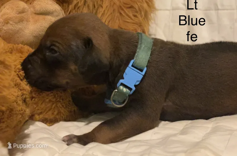 Lt Blue – Rhodesian Ridgeback puppy for sale in Crystal Falls, MI