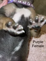 Purple, a female Rhodesian Ridgeback for sale in Crystal Falls, MI – 2 of 3