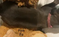 Pink, a female Rhodesian Ridgeback for sale in Crystal Falls, MI – 2 of 3