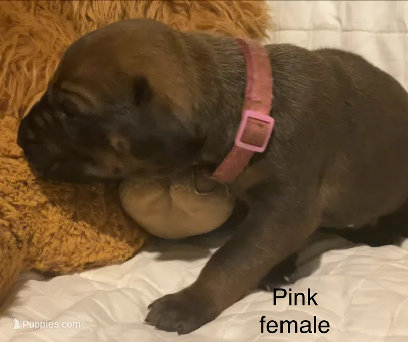 Pink – Rhodesian Ridgeback puppy for sale in Crystal Falls, MI