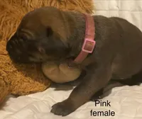 Pink, a female Rhodesian Ridgeback for sale in Crystal Falls, MI – 1 of 3