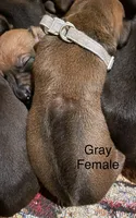 Gray, a female Rhodesian Ridgeback for sale in Crystal Falls, MI – 2 of 3