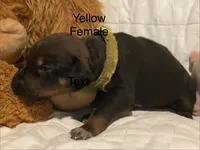 Yellow, a female Rhodesian Ridgeback for sale in Crystal Falls, MI – 1 of 3