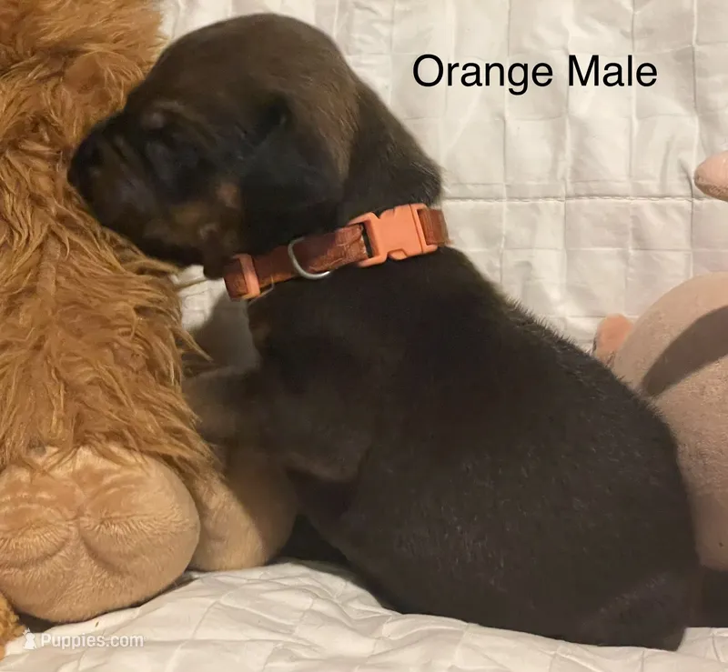 Orange – Rhodesian Ridgeback puppy for sale in Crystal Falls, MI