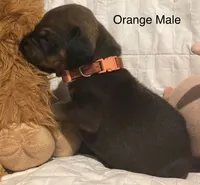 Orange, a male Rhodesian Ridgeback for sale in Crystal Falls, MI – 1 of 3