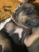 Brown, a male Rhodesian Ridgeback for sale in Crystal Falls, MI – 2 of 3