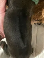 Green, a male Rhodesian Ridgeback for sale in Crystal Falls, MI – 2 of 3