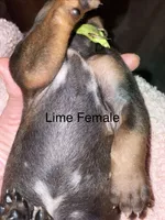 Lime, a female Rhodesian Ridgeback for sale in Crystal Falls, MI – 3 of 3