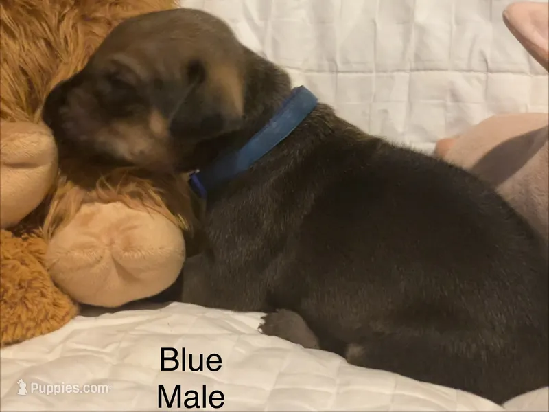 Blue – Rhodesian Ridgeback puppy for sale in Crystal Falls, MI
