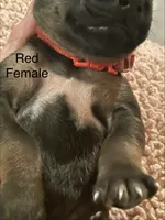 Red, a female Rhodesian Ridgeback for sale in Crystal Falls, MI – 3 of 3