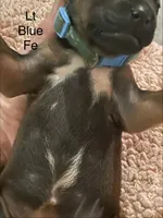 Lt Blue, a female Rhodesian Ridgeback for sale in Crystal Falls, MI – 3 of 3