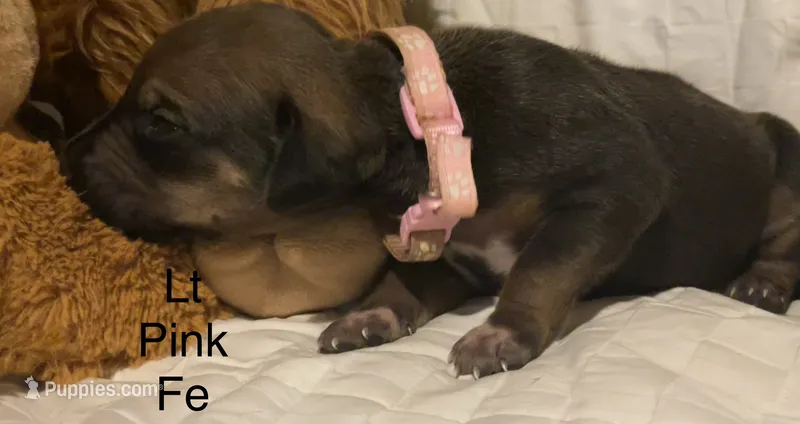 Lt Pink – Rhodesian Ridgeback puppy for sale in Crystal Falls, MI