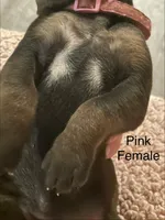 Pink, a female Rhodesian Ridgeback for sale in Crystal Falls, MI – 3 of 3