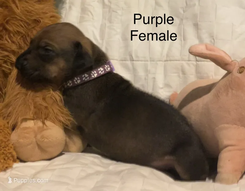 Purple – Rhodesian Ridgeback puppy for sale in Crystal Falls, MI