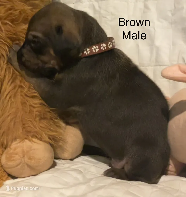 Brown – Rhodesian Ridgeback puppy for sale in Crystal Falls, MI