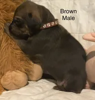 Brown, a male Rhodesian Ridgeback for sale in Crystal Falls, MI – 1 of 3