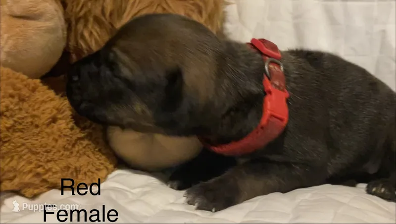 Red – Rhodesian Ridgeback puppy for sale in Crystal Falls, MI