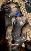 Blue, a male Rhodesian Ridgeback for sale in Crystal Falls, MI – 3 of 3