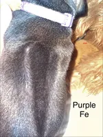Purple, a female Rhodesian Ridgeback for sale in Crystal Falls, MI – 3 of 3