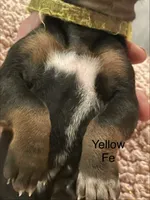 Yellow, a female Rhodesian Ridgeback for sale in Crystal Falls, MI – 3 of 3