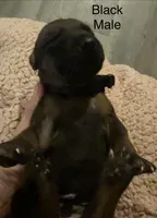 Black , a male Rhodesian Ridgeback for sale in Crystal Falls, MI – 2 of 2