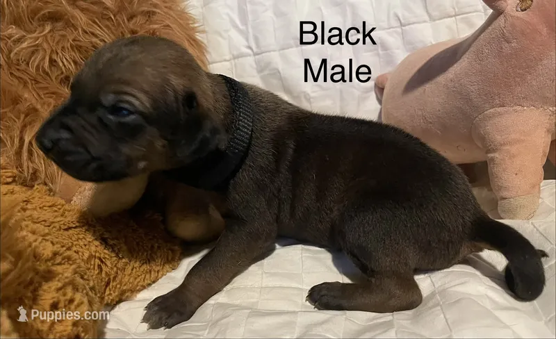 Black  – Rhodesian Ridgeback puppy for sale in Crystal Falls, MI
