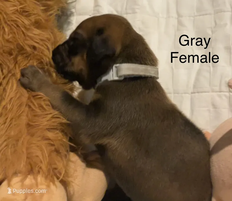 Gray – Rhodesian Ridgeback puppy for sale in Crystal Falls, MI